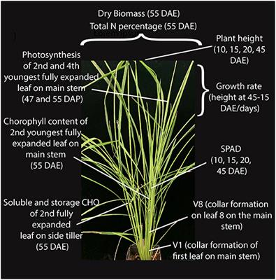 Assessing Physiological and Genetic Evidence for Evolution of Shared Weedy Rice Traits at the Vegetative Growth Stage